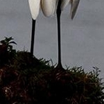 _MG_9168 Grande aigrette